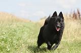 SCHIPPERKE 049